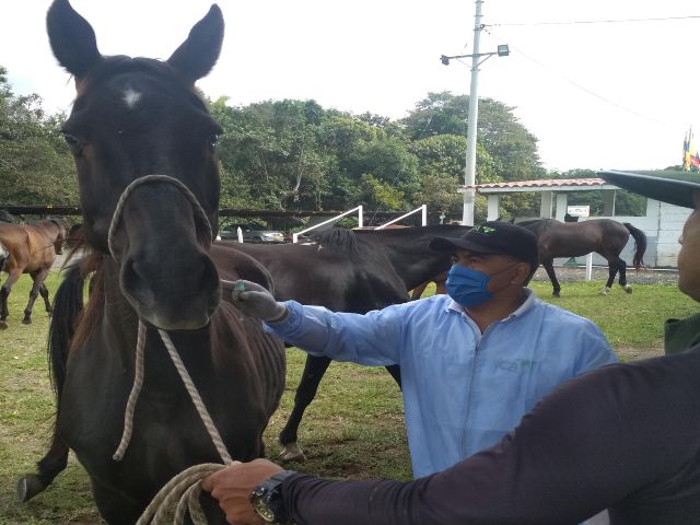 Jornadas de vacunación contra la encefalitis equina venezolana en el Cauca 