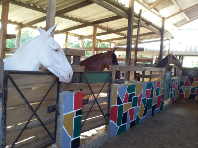 En equipo se trabaja para evitar la Encefalitis Equina Venezolana en Magdalena
