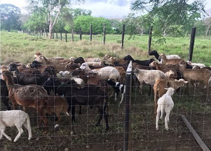 guias-ovinos_2.jpg