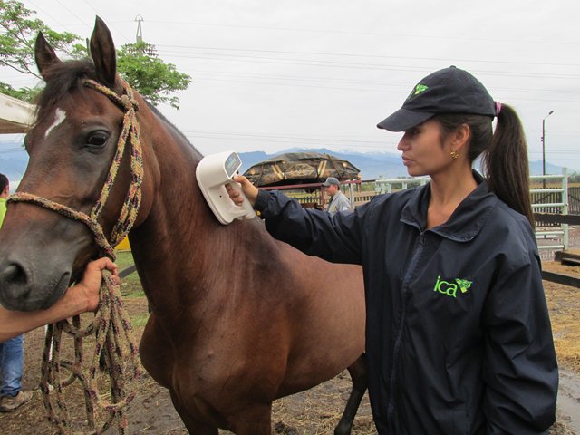 El ICA advierte sobre pérdida de talonario de certificados de vacunación contra encefalitis equina venezolana 