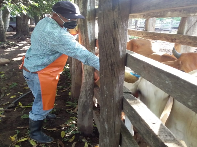 “Continúa con gran éxito ciclo contra aftosa en la frontera con Venezuela y ya se ha blindado el 56 % del hato”
