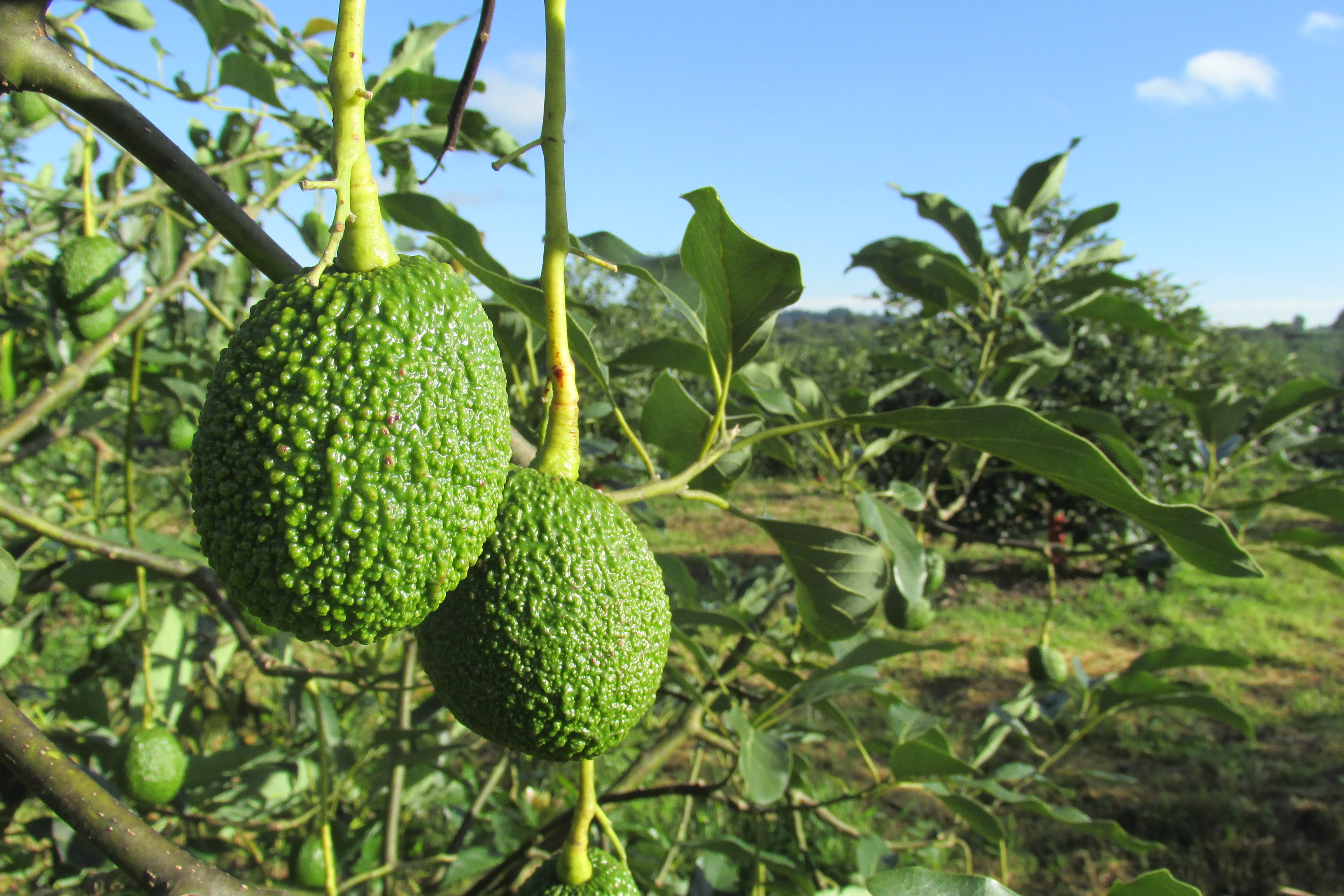 Poda del aguacate