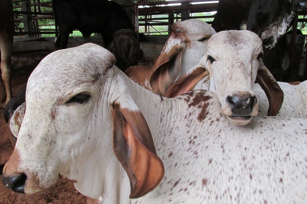 Ganaderos del centro del país deben vacunar sus terneras contra la brucelosis bovina 