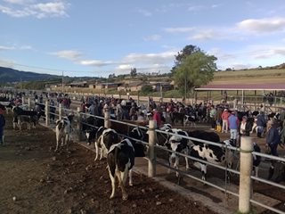 ICA-FOTO-GANADO-061223-2.jpg