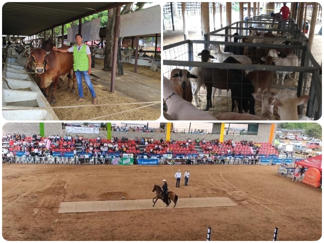 El ICA garantizó la sanidad animal en la versión 42 de la Feria de Valledupar 