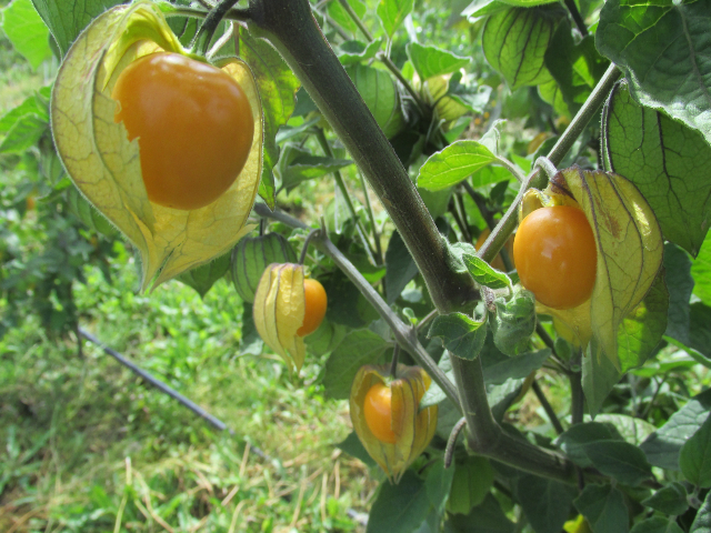 Uchuva colombiana 