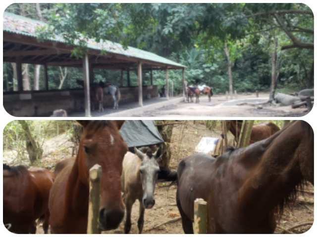 Foto-ICA-toma-de-muestras-equinos-Parque-Nacional-Tayrona-1.jpg Foto-ICA-toma-de-muestras-equinos-Parque-Nacional-Tayrona-1.jpg