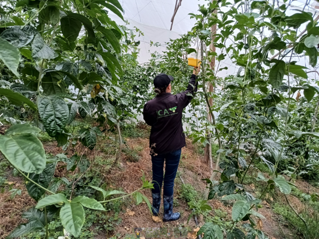 En Boyacá, el ICA realizó inspección fitosanitaria a predios registrados para exportación en fresco