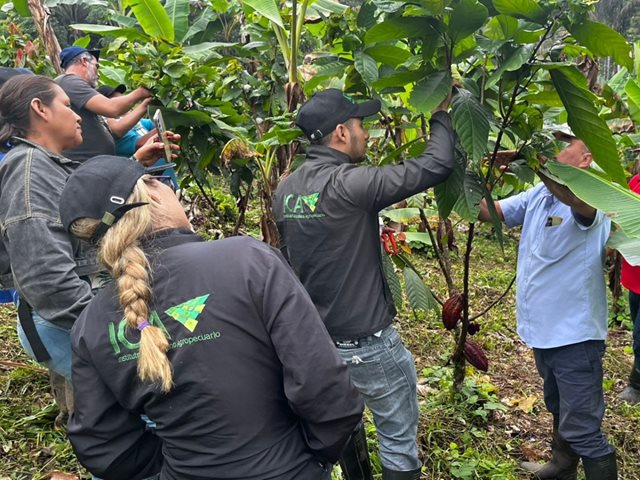 El ICA fortalece capacidades técnicas para el sector cacaotero en San Vicente del Caguán