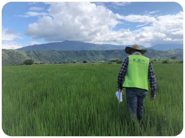 Monitoreo fitosanitario en cultivos de arroz del Huila.