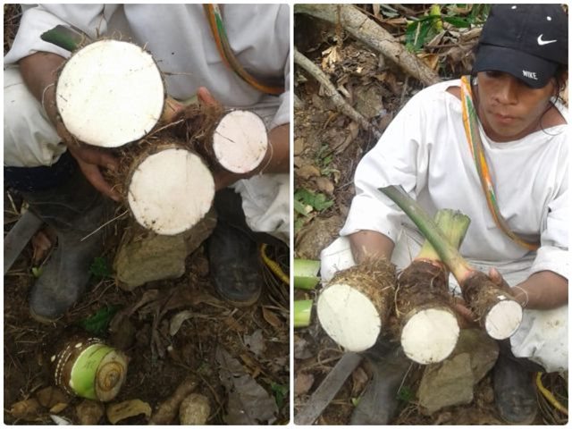 Cultivos de malanga del  Resguardo Indígena Arimaca