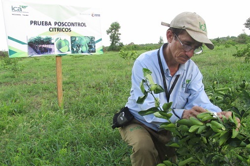 ICA avanza con los productores de Caldas en las Áreas Regionales de Control, ARCO, para la enfermedad HLB de los cítricos en Colombia