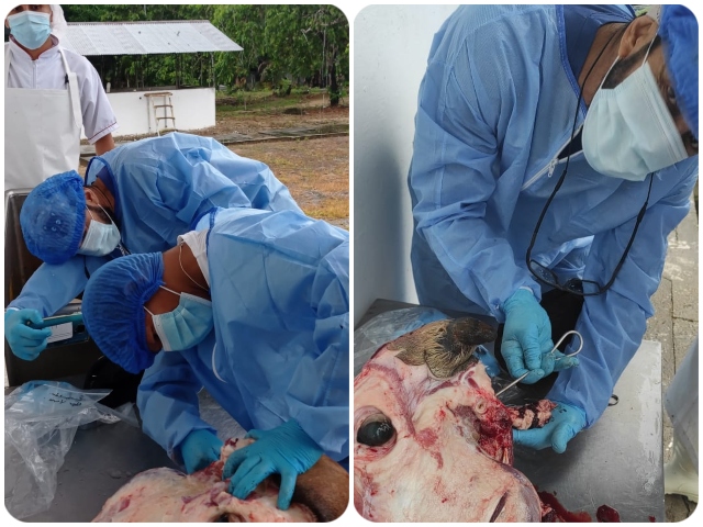En Guainía funcionarios del ICA tomaron muestras para el diagnóstico de Encefalopatía Espongiforme Bovina