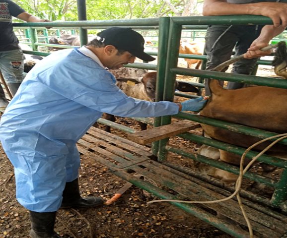 Visita a predios y toma de muestras bovinas.