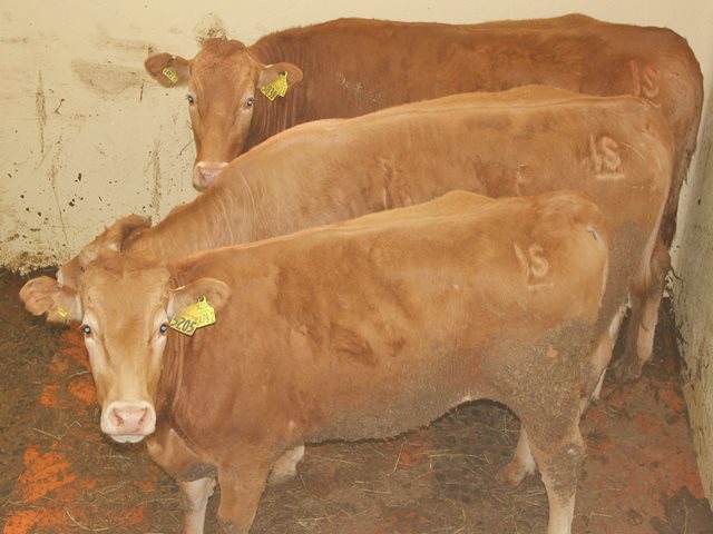 ICA invita a denunciar el contrabando de ganado y falsificación de Guías Sanitarias de Movilización de Animales en Arauca