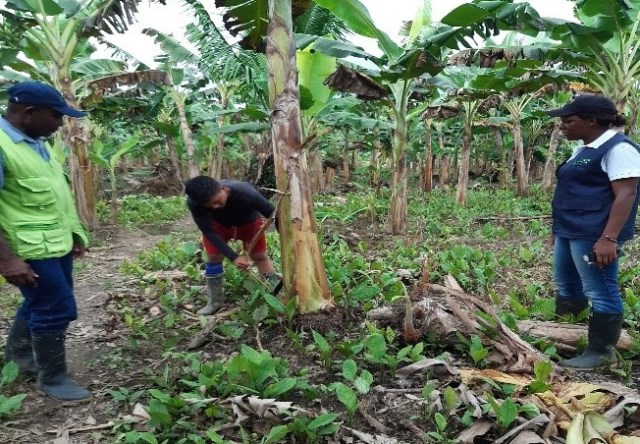 El ICA realiza inspección y control en plantaciones forestales con fines comerciales en el Chocó