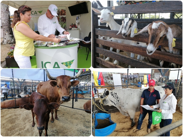 El ICA le cumplió a la sanidad agropecuaria de la  Orinoquía en Expomalocas 2020 