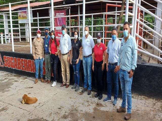 El ICA supervisa cumplimiento de requisitos sanitarios en subasta ganadera del Cesar 