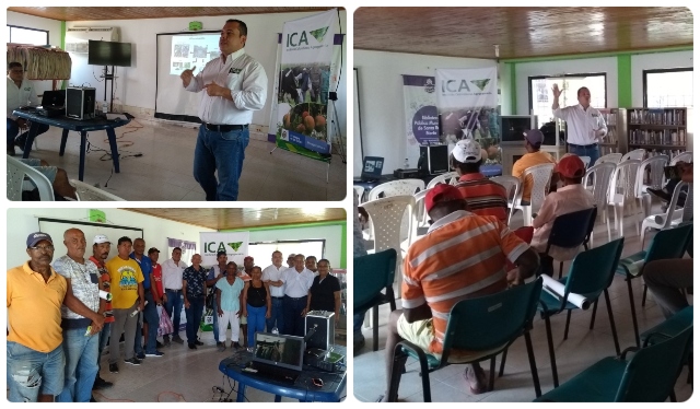 En Bolívar, el ICA y los productores unen esfuerzos para proteger la producción de plátano y banano de la región