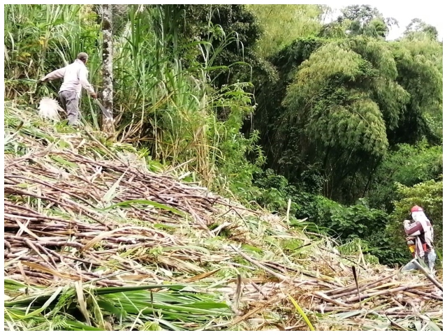 El ICA realizó visita de inspección y vigilancia a cultivos de caña en el Quindío