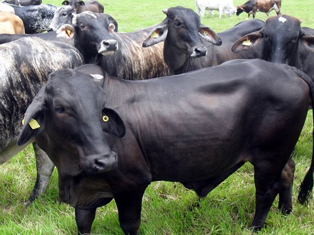 Mantener el estatus sanitario colombiano es prioridad del Ministerio de Agricultura y Desarrollo Rural