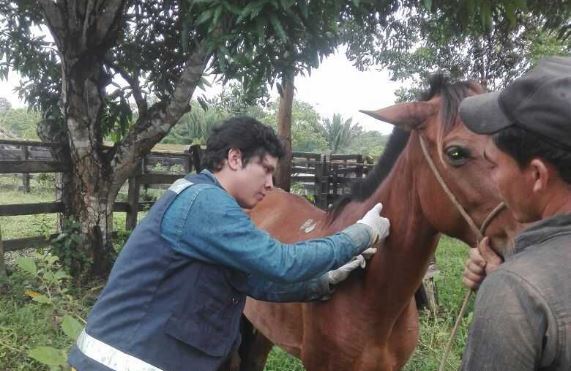 304 équidos fueron vacunados contra la encefalitis equina venezolana en el Guaviare
