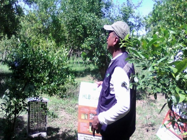 El ICA asiste a pequeños productores de limón que buscan mejorar la condiciones fitosanitarias de sus cultivos