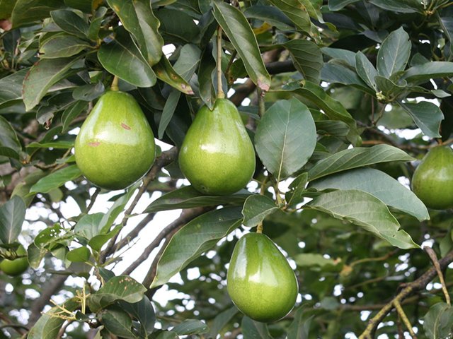El ICA adelanta censo aguacatero en los Montes de María
