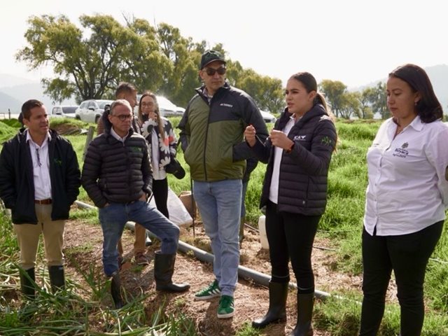 En Boyacá inicia prueba piloto para que la cebolla de bulbo blanca y roja hagan parte de mercados internacionales