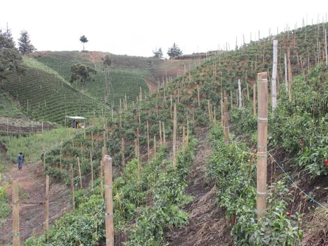 En consulta pública normatividad para obtener registro pecuario de establecimientos productores de especies no tradicionales y registro de productores de abejas