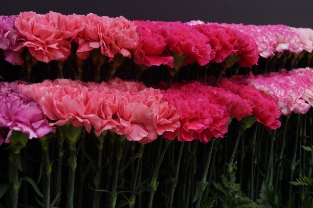 Foto-ICA-Flores-colombianas-estan-listas-para-San-Valentin-2.jpg
