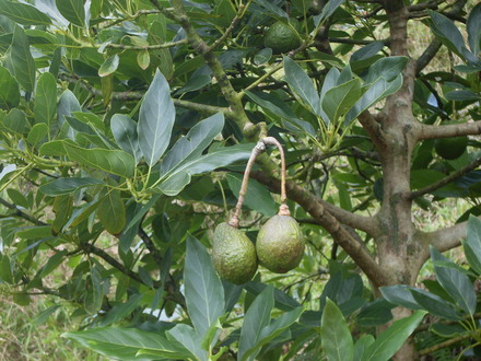 Productores y exportadores de aguacate hass conforman la corporación nacional 