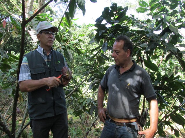 El ICA trabaja para la modernización de los cultivos de cacao en  Huila