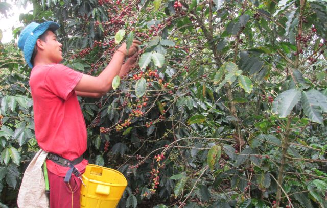 Caficultores de Ciénaga, Magdalena, se capacitan en reconocimiento de las principales plagas del café
