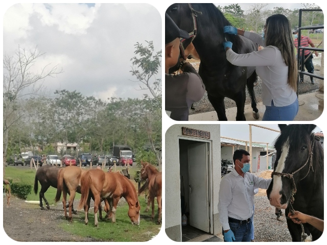 La vacunación contra la EEV contribuye al galope de la salud equina en el Tolima  