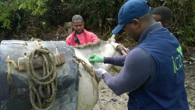 La vacunación, el mejor aliado contra la encefalitis equina en el Chocó