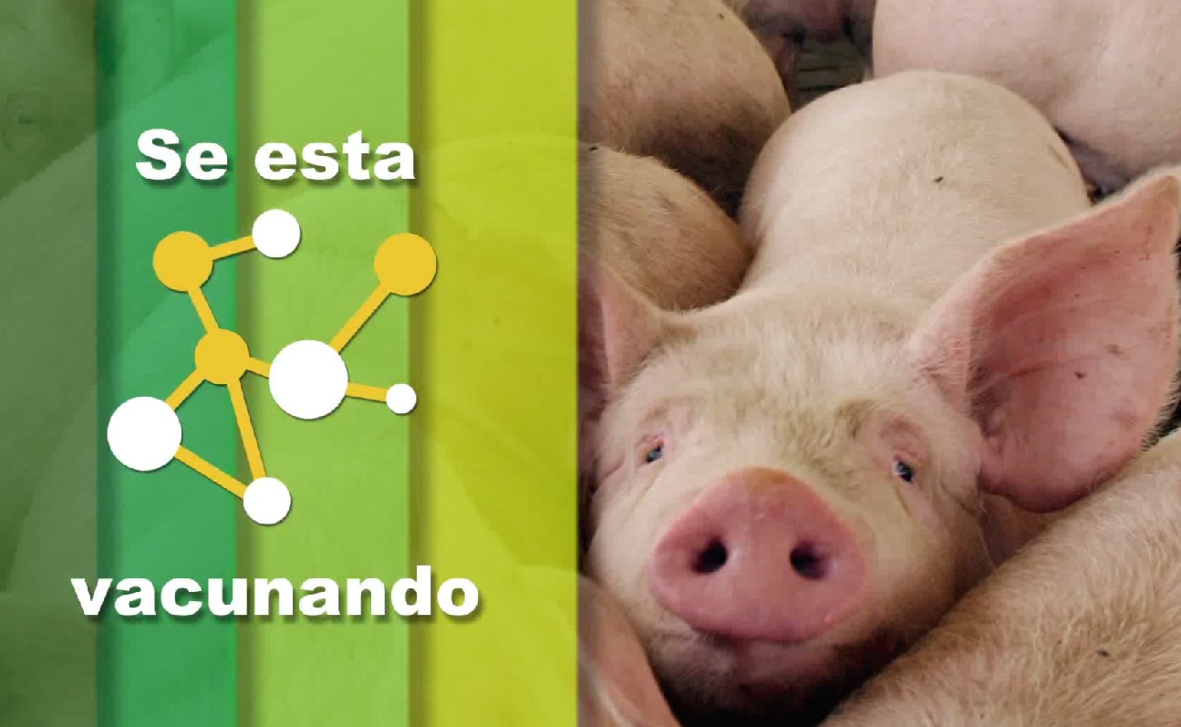 Vacunación contra Peste Porcina Clásica 