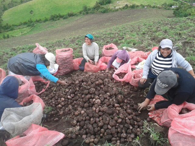 El ICA fortalece los procesos productivos de papa en el departamento de Nariño 