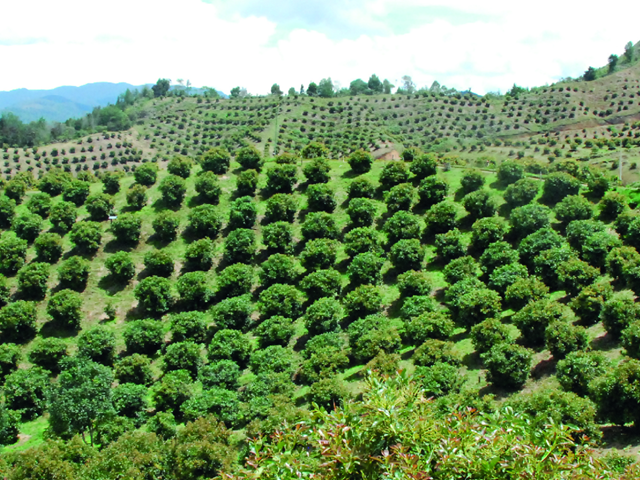 foto-aguacate-boletin-2.png