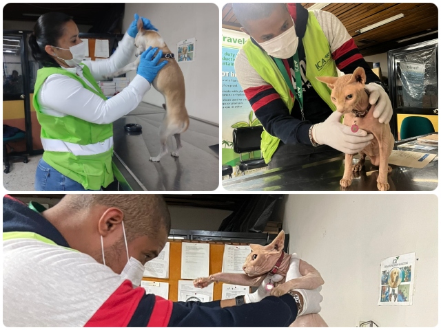 EL ICA inspecciona las mascotas en el aeropuerto Alfonso Bonilla Aragón
