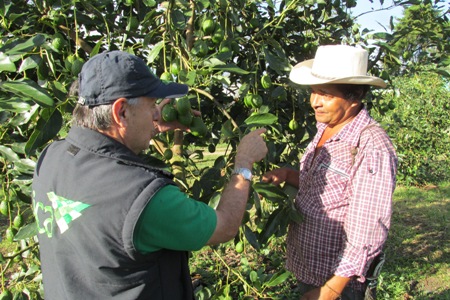 La producción de aguacate hass para exportación se afianza en el Quindío 