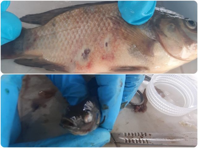 En Atlántico, el ICA atendió notificación por mortalidad de peces 
