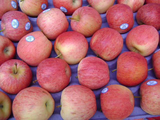 En busca de definir el complejo de la mosca suramericana de la fruta
