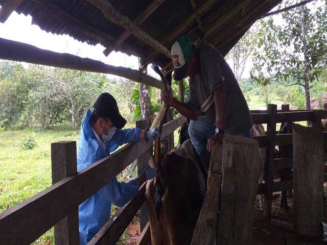 En el Vaupés, el ICA realiza acciones sanitarias para controlar la brucelosis bovina en predios productores de leche