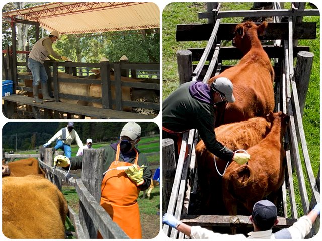 ICA y Fedegán logran cobertura del 99% en segundo ciclo de vacunación contra fiebre aftosa y brucelosis bovina