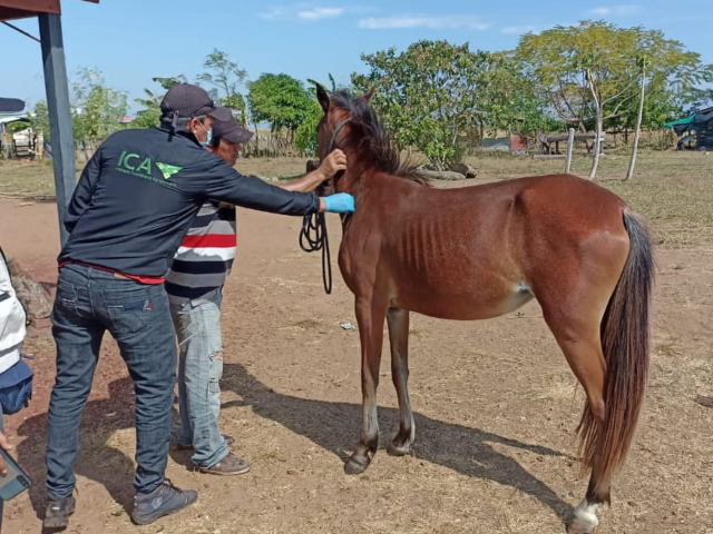 En Vichada, jornada de vacunación contra la encefalitis equina venezolana