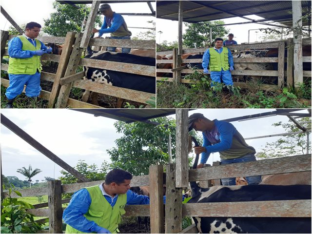 EL ICA realiza segundo muestreo serológico a predio en proceso de certificación como libre de brucelosis bovina en el Putumayo