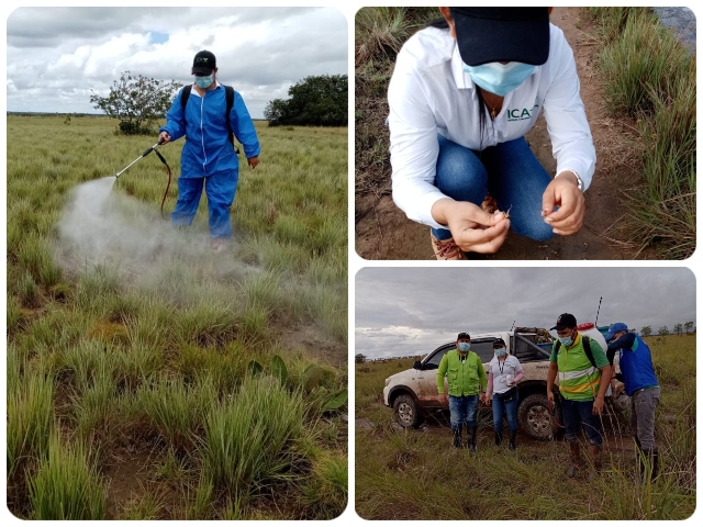 En Vichada el ICA realiza control de la langosta llanera