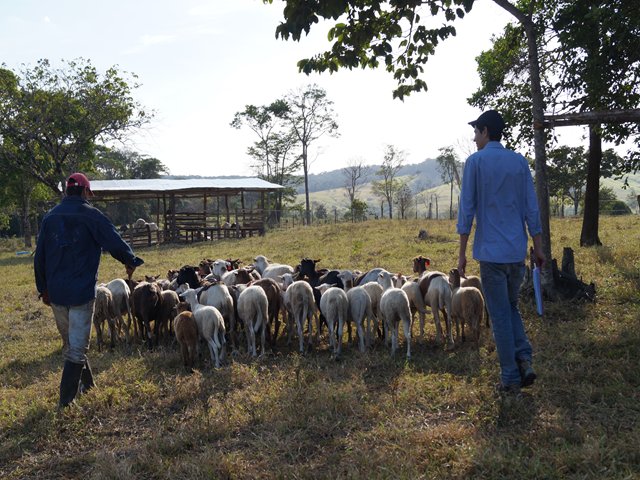 ASOVIME busca certificarse en Buenas Prácticas Ganaderas en producción de ovinos 