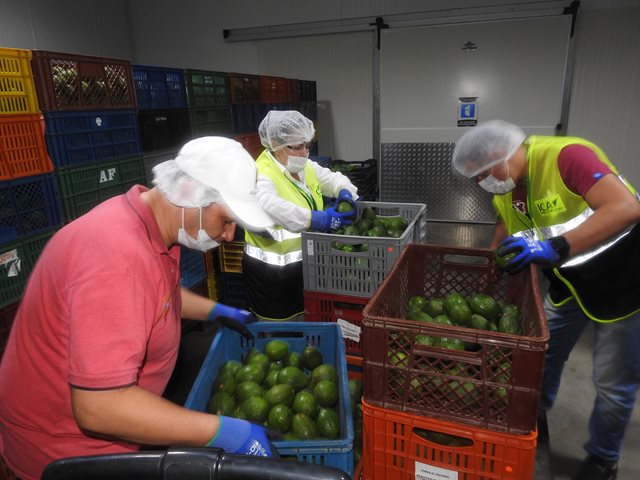 Continúan los envíos de aguacate Hass colombiano al mercado estadounidense y a otros destinos internacionales